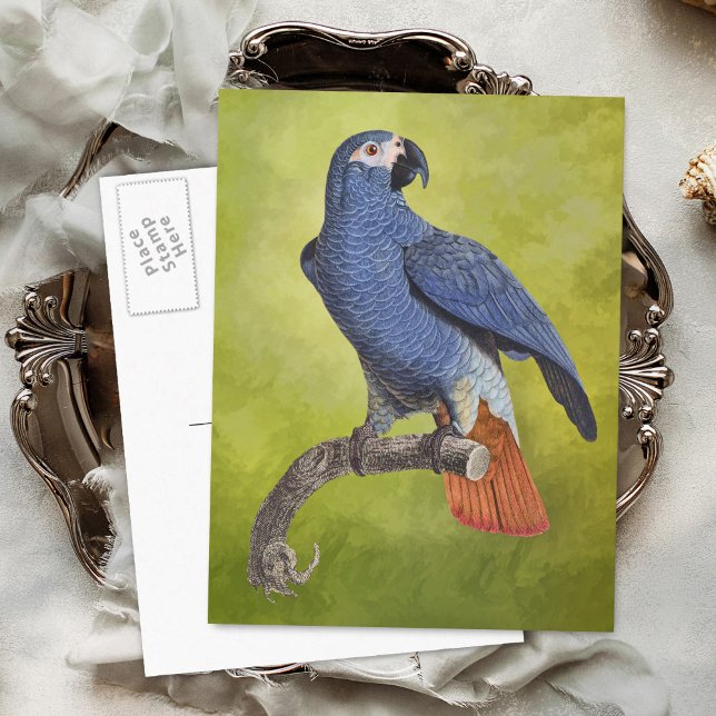 Illustration av Tropical Parrot Vintage Vykort (Skapare uppladdad)
