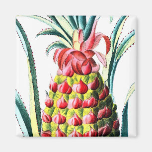 illustration av tropiska frukter med ananas vintag magnet