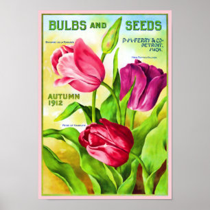 Illustration av Tulip Lökar-katalog Poster