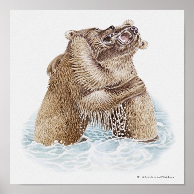 Illustration av två brunbjörnar som slåss i vatten poster (Framsidan)