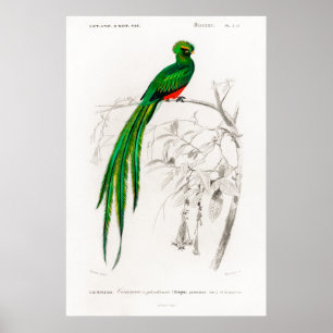 illustration av Vintage av Pavonins quetzal Poster