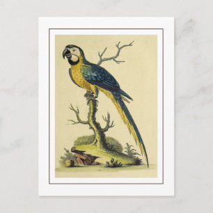 Illustration av vintage Blue and Gult Parrot Bird  Vykort
