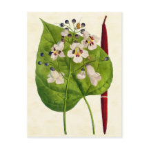 Illustration av vintage Botanical Catalpa Träd