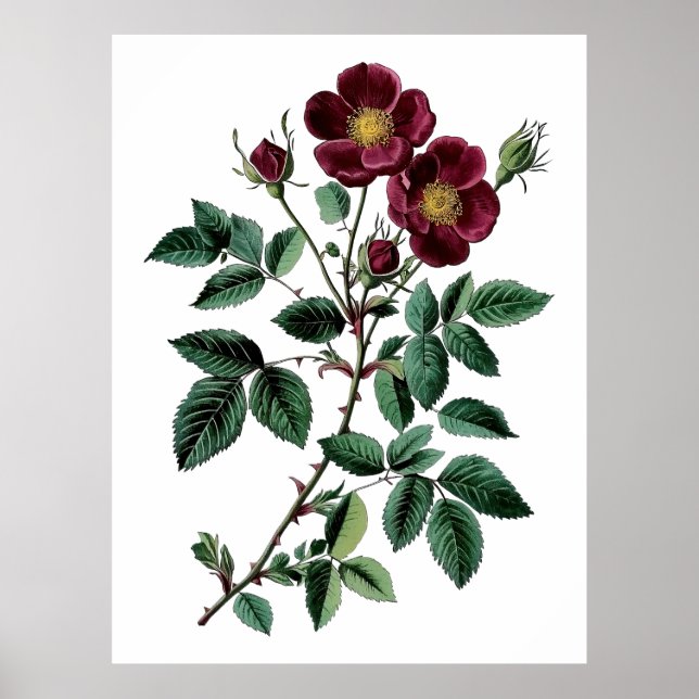 Illustration av vintage Botanical Red Vild Ro Poster (Framsidan)