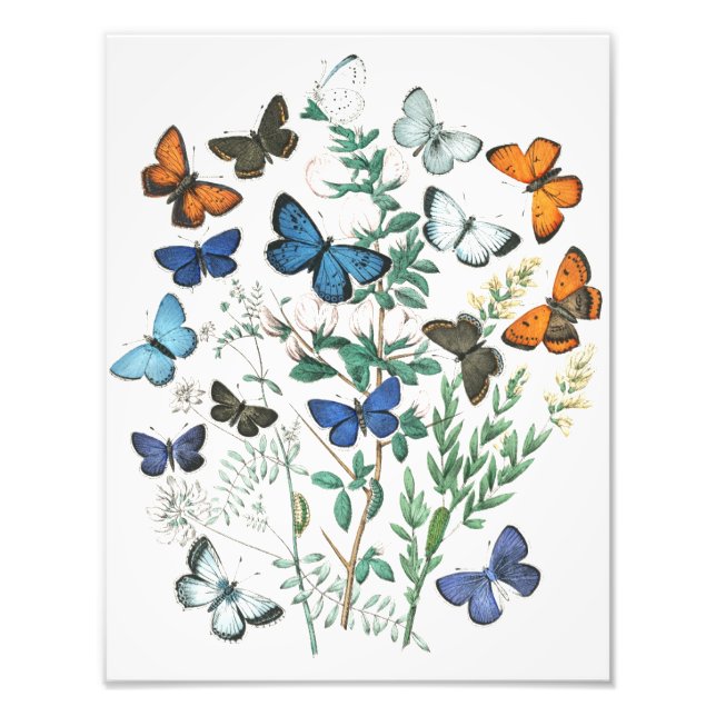 Illustration av vintage Butterflies Fototryck (Framsidan)