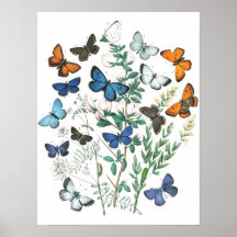 Illustration av vintage Butterflies