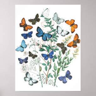Illustration av vintage Butterflies Poster