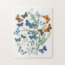 Illustration av vintage Butterflies