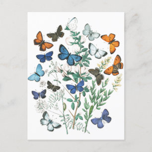 Illustration av vintage Butterflies Vykort