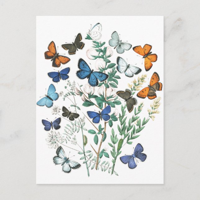 Illustration av vintage Butterflies Vykort (Framsida)