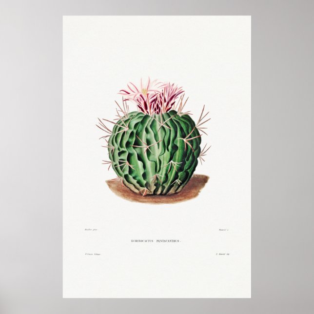Illustration av vintage Cactus Poster (Framsidan)