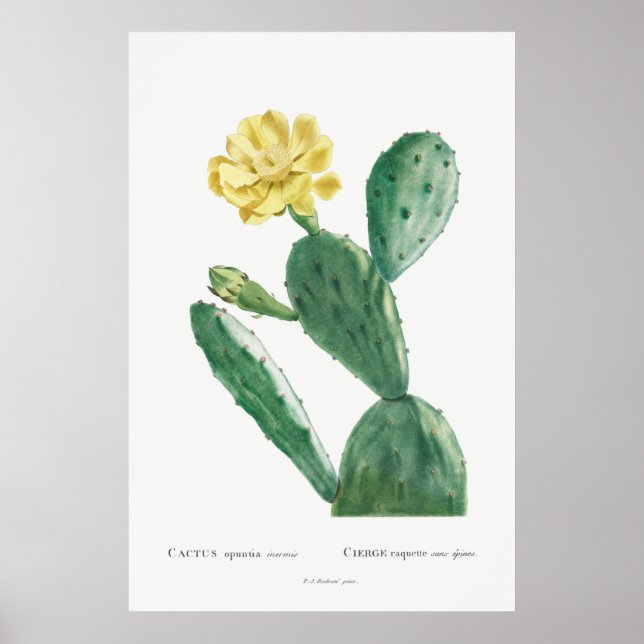Illustration av vintage Cactus Poster (Framsidan)