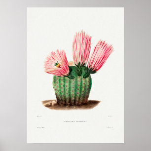 Illustration av vintage Cactus Poster