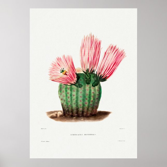 Illustration av vintage Cactus Poster (Framsidan)