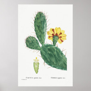Illustration av vintage Cactus Poster