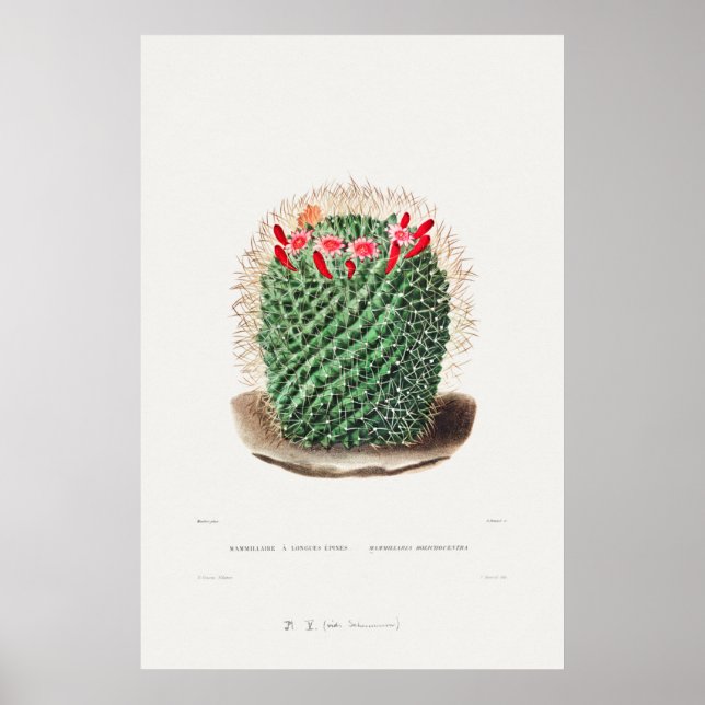 Illustration av vintage Cactus Poster (Framsidan)