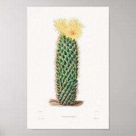 Illustration av vintage Cactus Poster