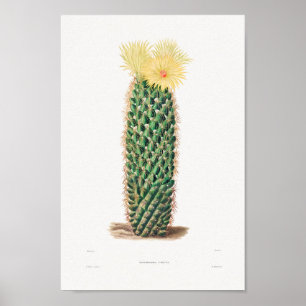 Illustration av vintage Cactus Poster