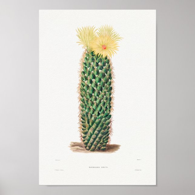 Illustration av vintage Cactus Poster (Framsidan)