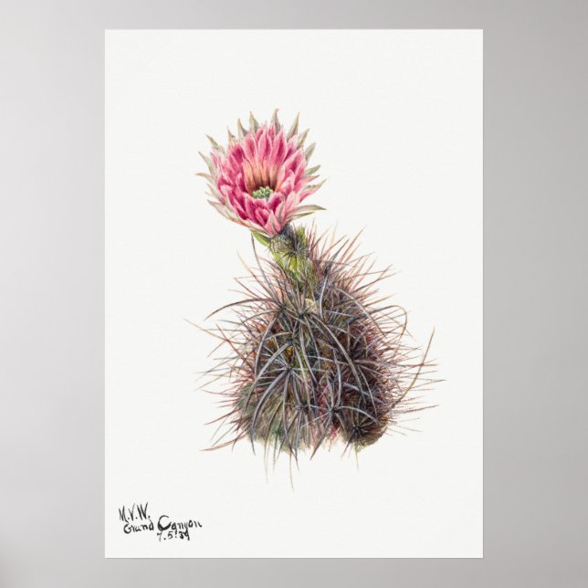 Illustration av vintage Cactus Poster (Framsidan)