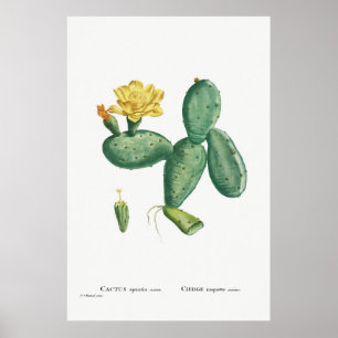 Illustration av vintage Cactus Poster