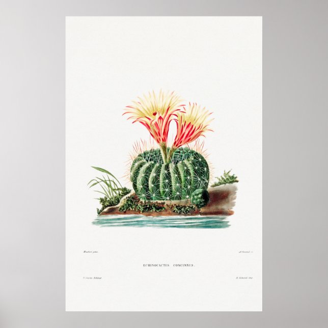 Illustration av vintage Cactus Poster (Framsidan)