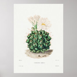 Illustration av vintage Cactus Poster