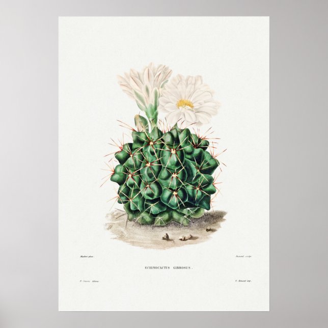 Illustration av vintage Cactus Poster (Framsidan)