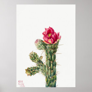 Illustration av vintage Cactus Poster