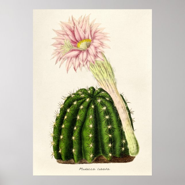 Illustration av vintage Cactus Poster (Framsidan)