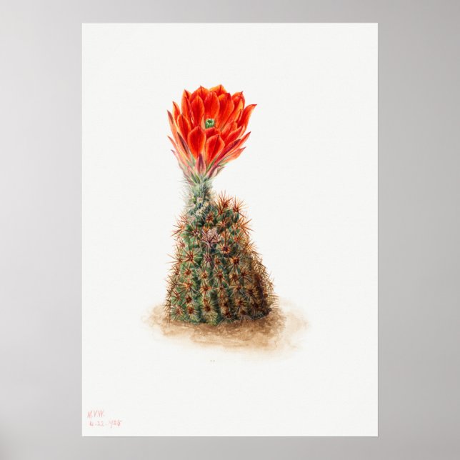 Illustration av vintage Cactus Poster (Framsidan)