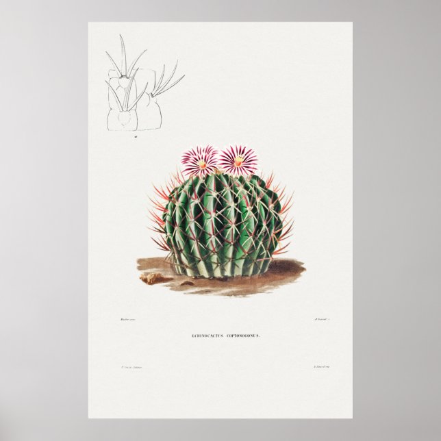 Illustration av vintage Cactus Poster (Framsidan)