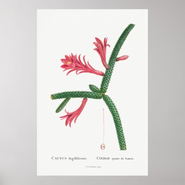 Illustration av vintage Cactus Poster (Framsidan)
