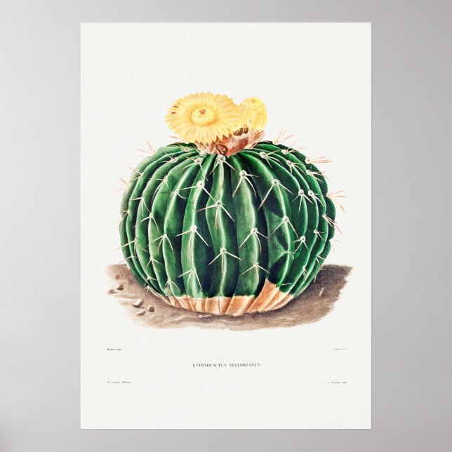 Illustration av vintage Cactus Poster (Framsidan)