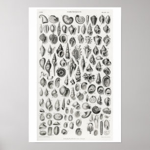 ILLUSTRATION AV vintage CONCHOLOGY POSTER