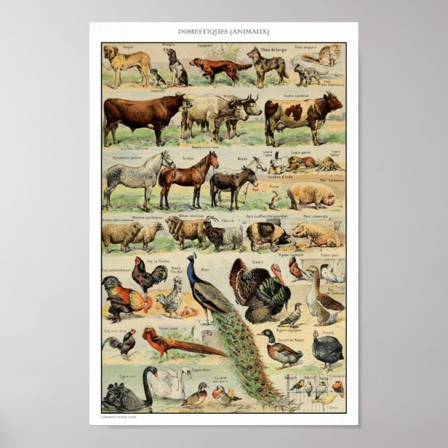 Illustration av vintage-domesticerade djur poster (Framsidan)