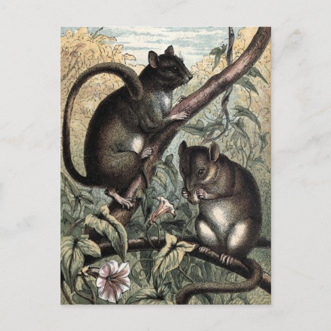 Illustration av vintage: Dormus Vykort (Framsida)