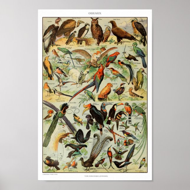 Illustration av vintage fåglar poster (Framsidan)