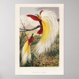 Illustration av vintage fåglar poster