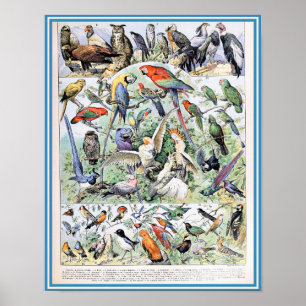 Illustration av vintage fåglar poster