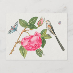 Illustration av vintage fåglar vykort