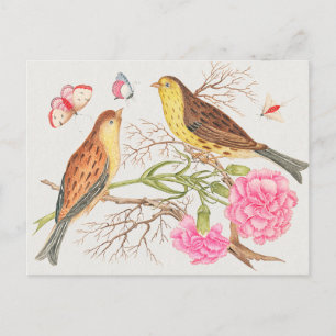 Illustration av vintage fåglar vykort