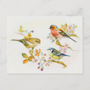Illustration av vintage fåglar vykort