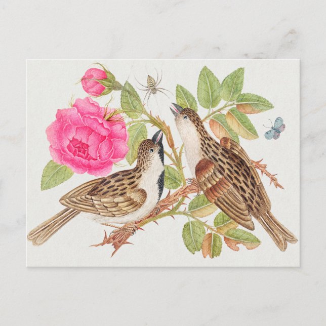 Illustration av vintage fåglar vykort (Framsida)
