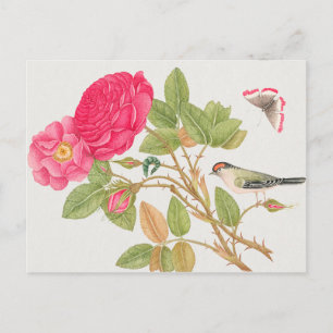 Illustration av vintage fåglar vykort