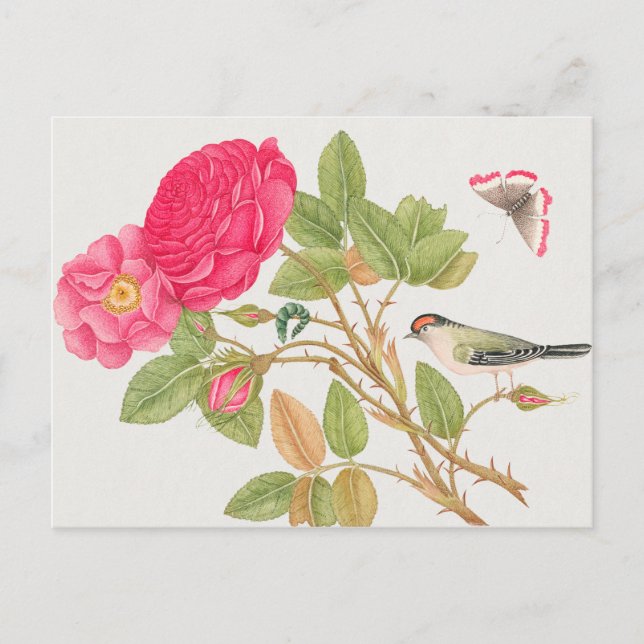 Illustration av vintage fåglar vykort (Framsida)
