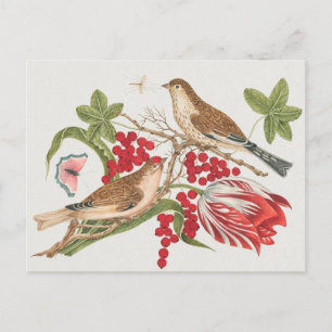 Illustration av vintage fåglar vykort