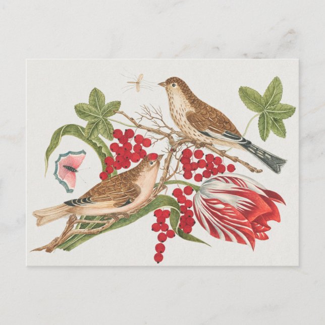 Illustration av vintage fåglar vykort (Framsida)