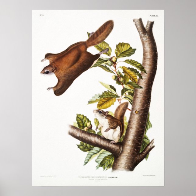 Illustration av vintage Flies Squirrel Poster (Framsidan)