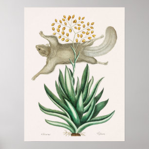 Illustration av vintage Flies Squirrel Poster